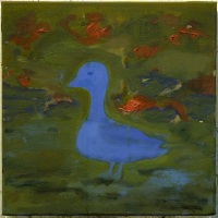 Blue duck